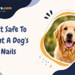 Is It Safe To Paint A Dog's Nails
