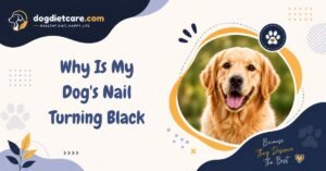 Why Is My Dog's Nail Turning Black