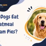 Can Dogs Eat Oatmeal Cream Pies?