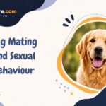 Dog Mating And Sexual Behaviour
