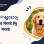 Dog Pregnancy Signs Week By Week