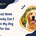 What Home Remedy Can I Give My Dog For Gas