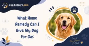 What Home Remedy Can I Give My Dog For Gas