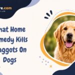 What Home Remedy Kills Maggots On Dogs