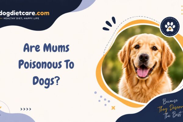Are Mums Poisonous To Dogs?