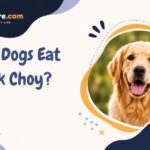 Can Dogs Eat Bok Choy