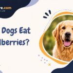 Can Dogs Eat Mulberries