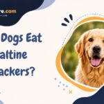 Can Dogs Eat Saltine Crackers?