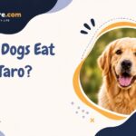 Can Dogs Eat Taro?
