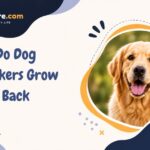 Do Dog Whiskers Grow Back