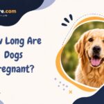 How Long Are Dogs Pregnant​?