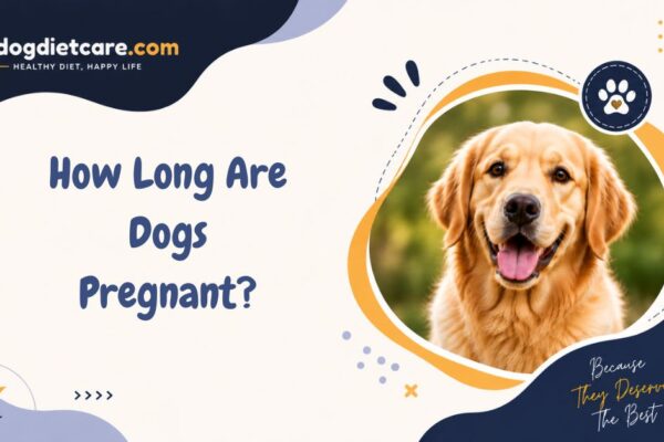 How Long Are Dogs Pregnant​?
