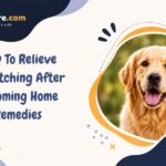 How To Relieve Dog Itching After Grooming Home Remedies