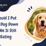 Should I Put My Dog Down If He Is Still Eating