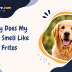 Why Does My Dog Smell Like Fritos