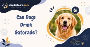 Can Dogs Drink Gatorade?