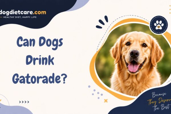 Can Dogs Drink Gatorade?