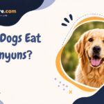 Can Dogs Eat Funyuns?