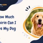 How Much Aspirin Can I Give My Dog