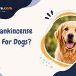Is Frankincense Safe For Dogs?