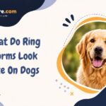 What Do Ring Worms Look Like On Dogs