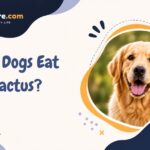 Can Dogs Eat Cactus?