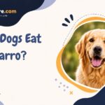 Can Dogs Eat Farro?