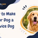 How to Make Your Dog a Service Dog