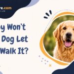 Why Won’t My Dog Let Me Walk It?