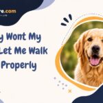 Why Wont My Dog Let Me Walk It Properly