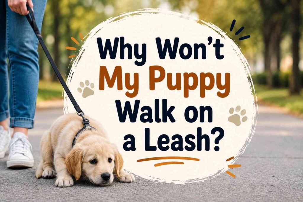 Why Won’t My Puppy Walk on a Leash?